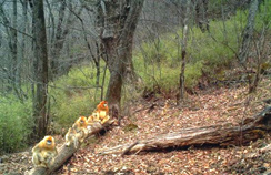 【西安生态日】首个“西安生态日”启动 秦岭生态情形；；ひ刈